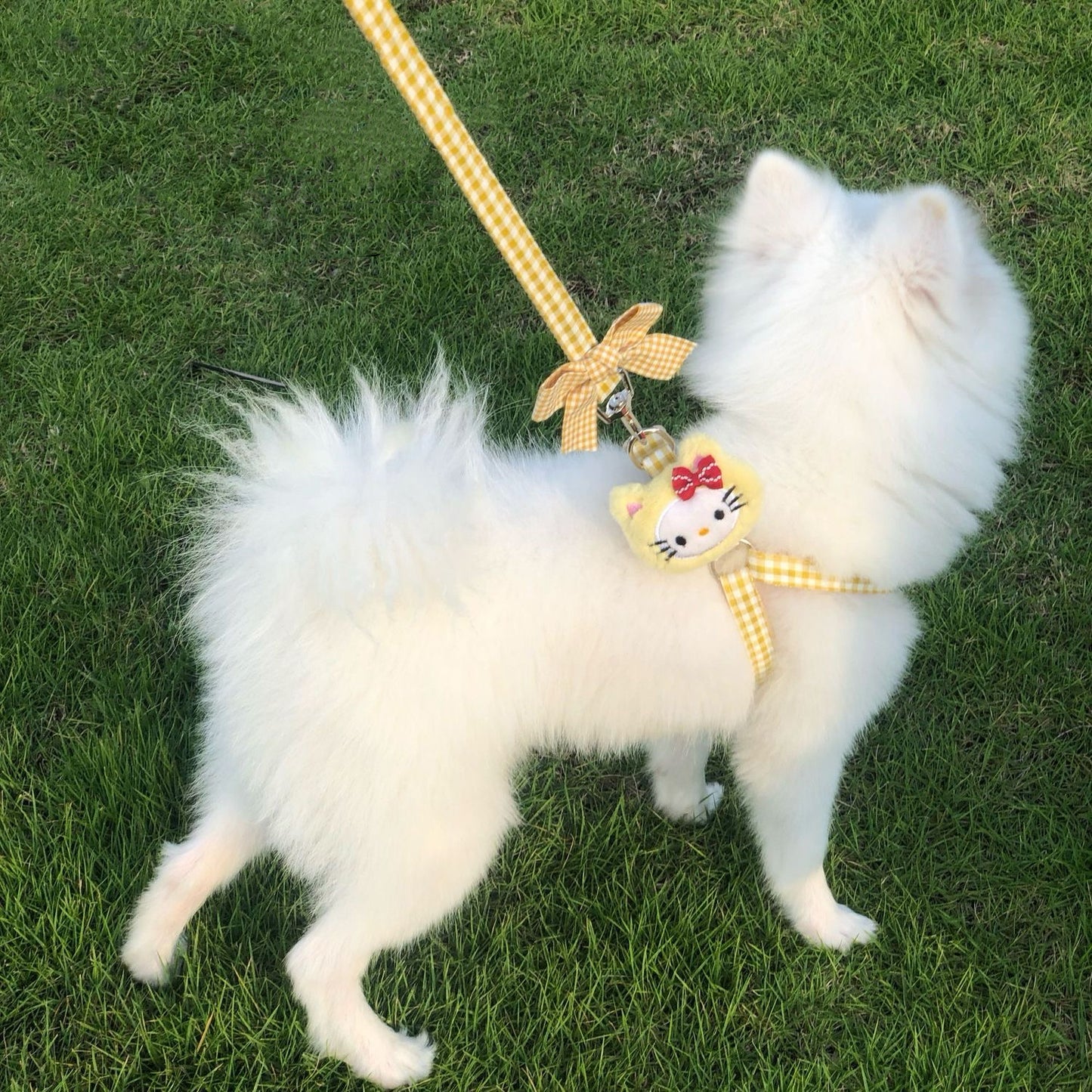 Puppy and cat leash