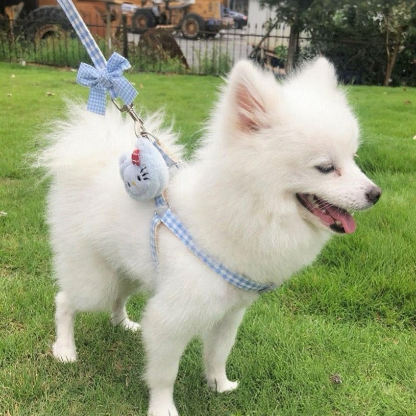 Puppy and cat leash